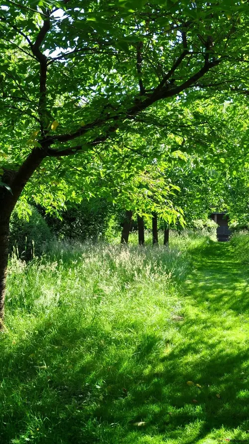 Image "A summer forest with green grass and trees, through which sunlight shines" (1080x1920)