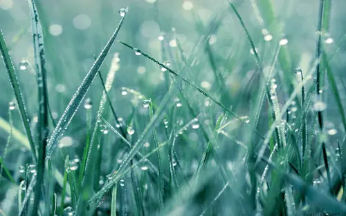 Image "Drops on the grass, dew" (1920x1200)