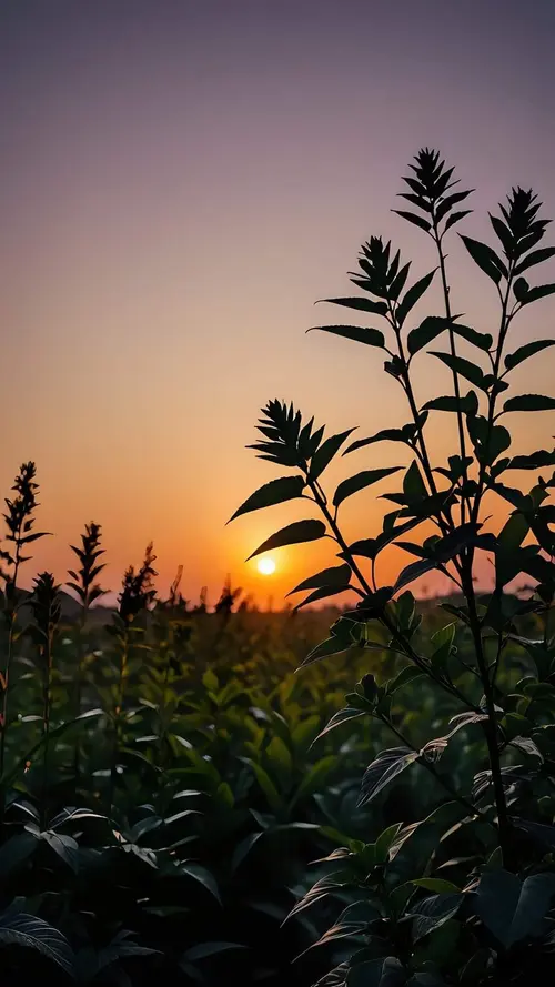 Image "Silhouettes of plants against the background of a bright sunset" (1080x1920)