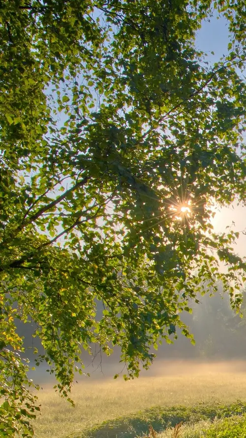 Image "The atmosphere of a summer morning in a birch grove" (1080x1920)