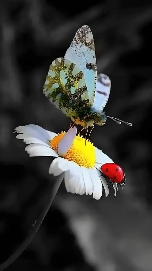Image "A butterfly and a ladybug are sitting on a daisy" (2000x3556)