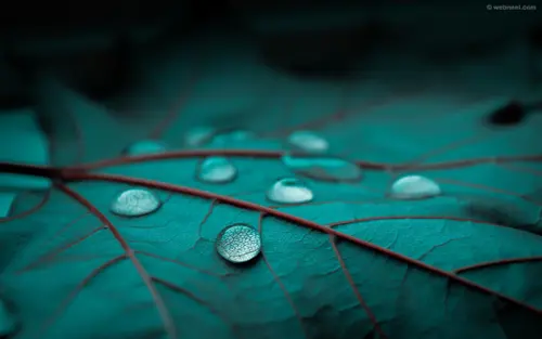 Image "Close-up of a leaf with water droplets" (1920x1200)
