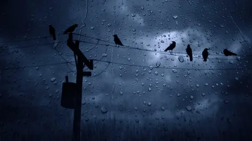 Image "Silhouettes of birds on wires in the rain, against the dark sky" (3840x2160)