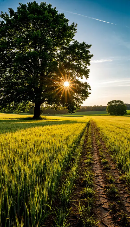 Image "A sunny morning in a field with young wheat and a large tree" (1536x2688)
