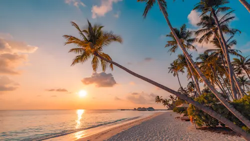 Image "At sunset, a beach with palm trees and a calm ocean" (3600x2030)