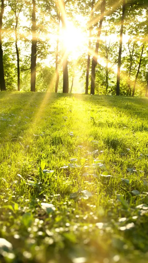 Image "A sunny day in the summer forest" (1080x1920)