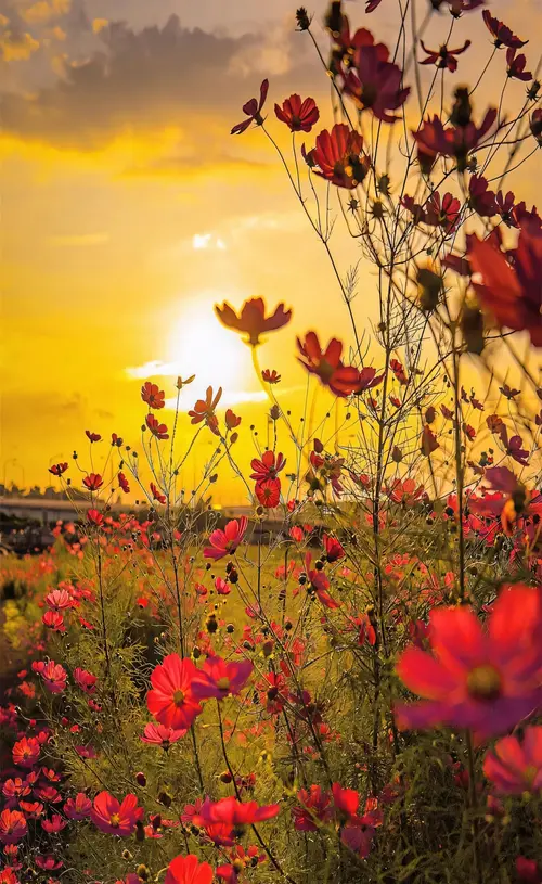 Image "A field of cosmos against a golden sunset" (1472x2400)