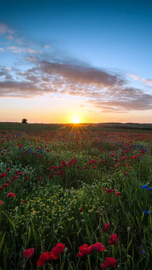 Image "Beautiful sunset in a field with poppies" (1242x2208)