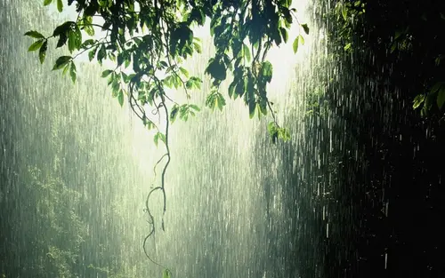 Image "The moment of torrential rain in the forest" (1920x1200)