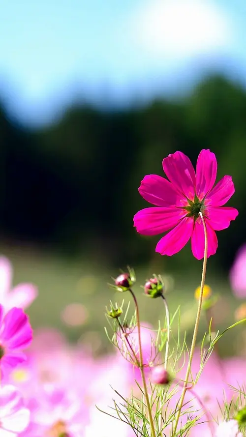 Image "A bright cosmos flower in a sunny field" (1080x1920)
