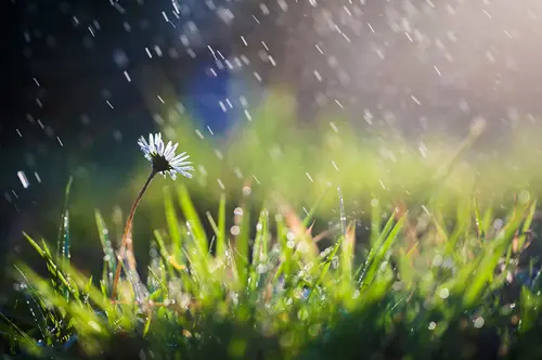 Image "A single daisy flower in the grass in the rain" (4096x2716)
