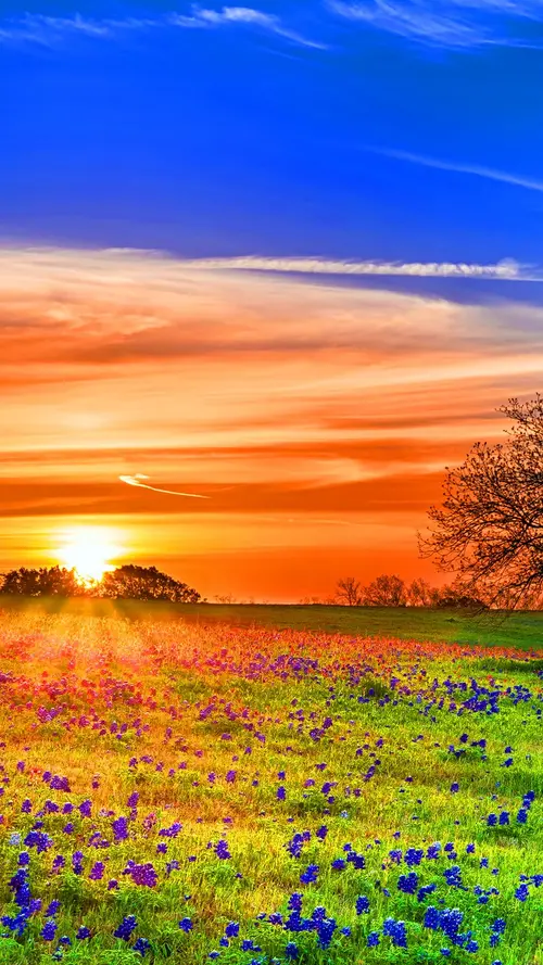Image "A bright field of blue buds at dawn" (1080x1920)