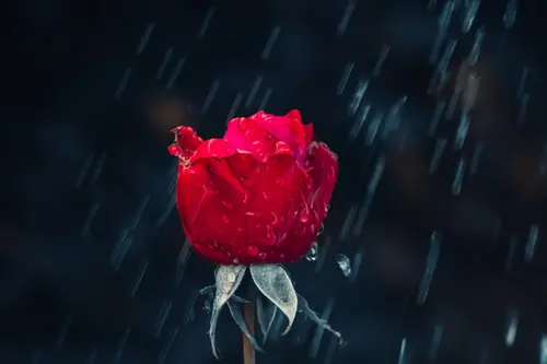 Image "Red rose in the rain" (5623x3749)