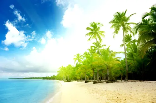Image "Picturesque beach with palm trees, bright sunlight and azure sea" (3333x2222)