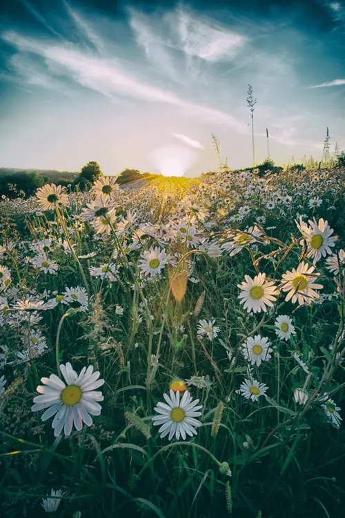 Image "A chamomile field at sunset" (3280x4928)