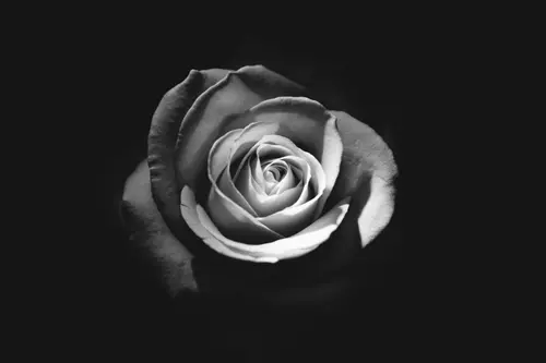 Image "Black and white rose" (5647x3765)