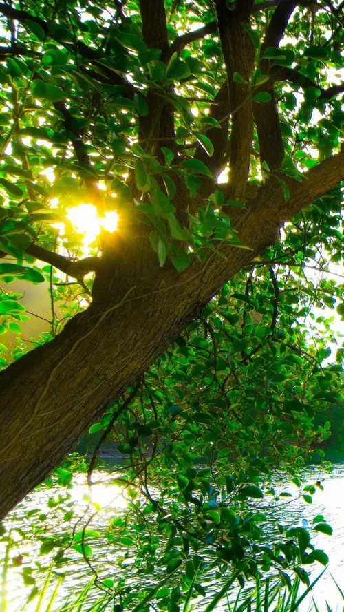 Image "A tree with green foliage, through which sunlight breaks, and a pond in the background" (1080x1920)