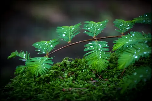 Image "Drops on the leaves of the plant" (2048x1370)
