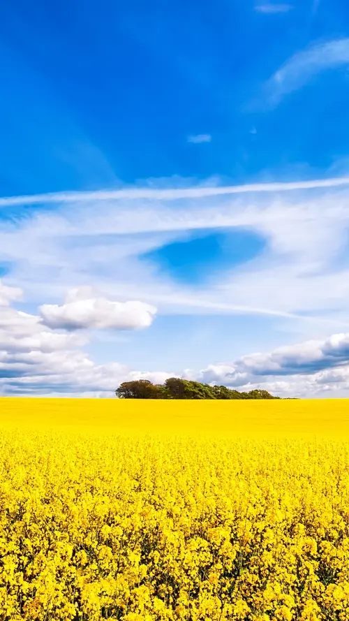 Image "A bright field with yellow flowers under a blue sky with clouds" (1080x1920)