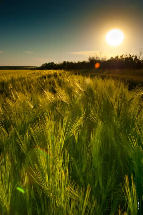 Image "A green wheat field at sunset" (2832x4256)