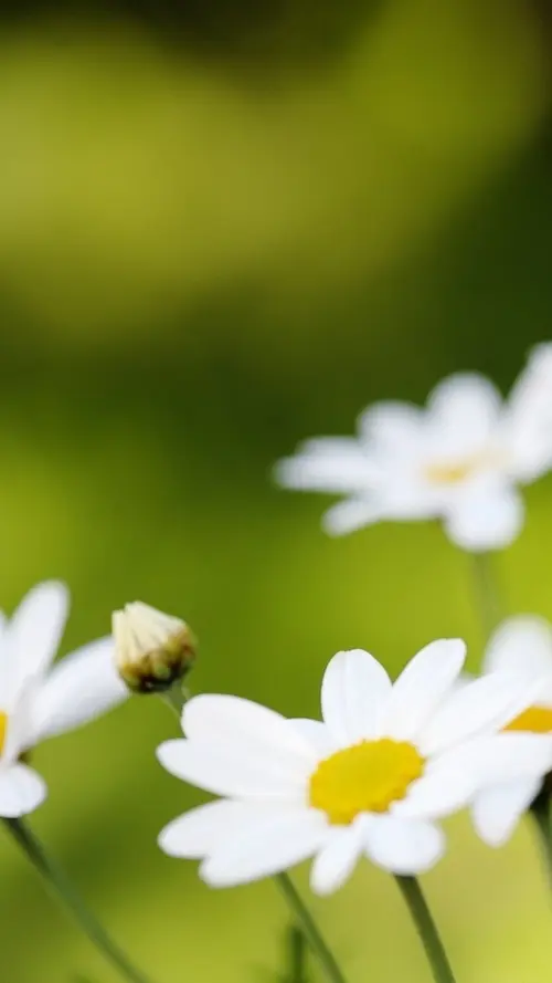 Image "Delicate white daisies with yellow centers on a green background" (1080x1920)