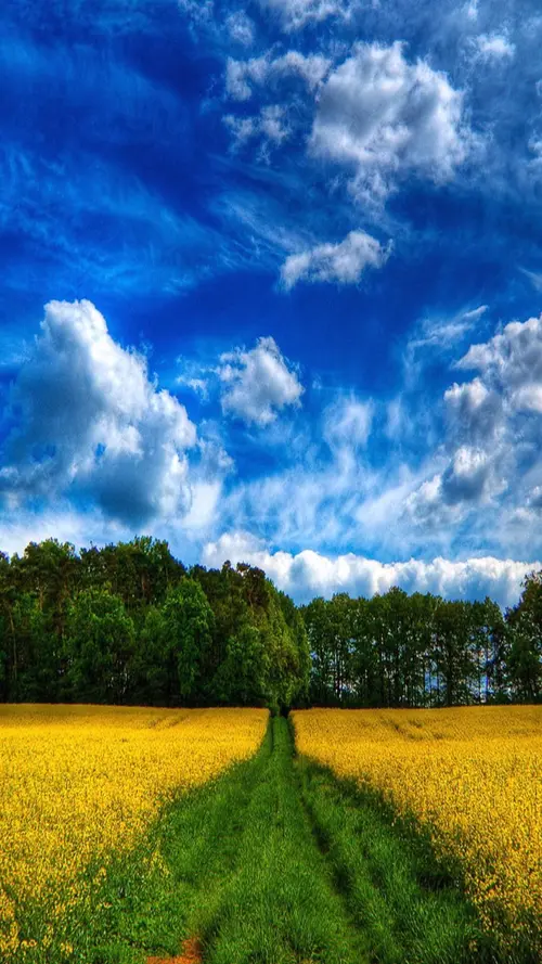 Image "A green road in a yellow field with a forest strip" (1080x1920)