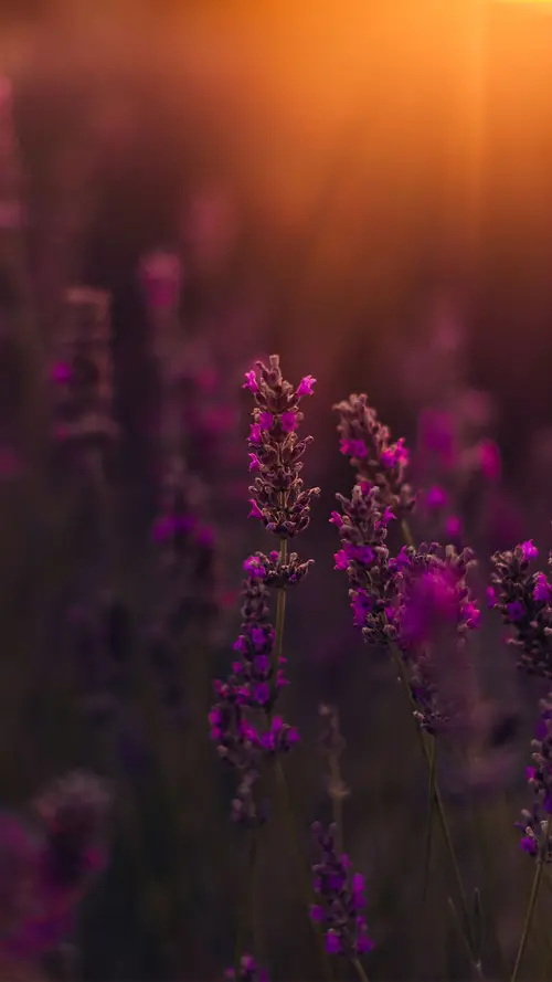Image "A field of lavender at sunset" (1242x2208)