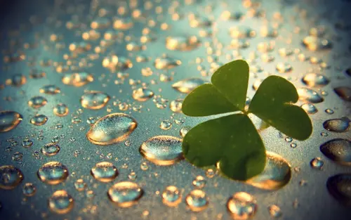 Image "Clover, drops" (2880x1800)
