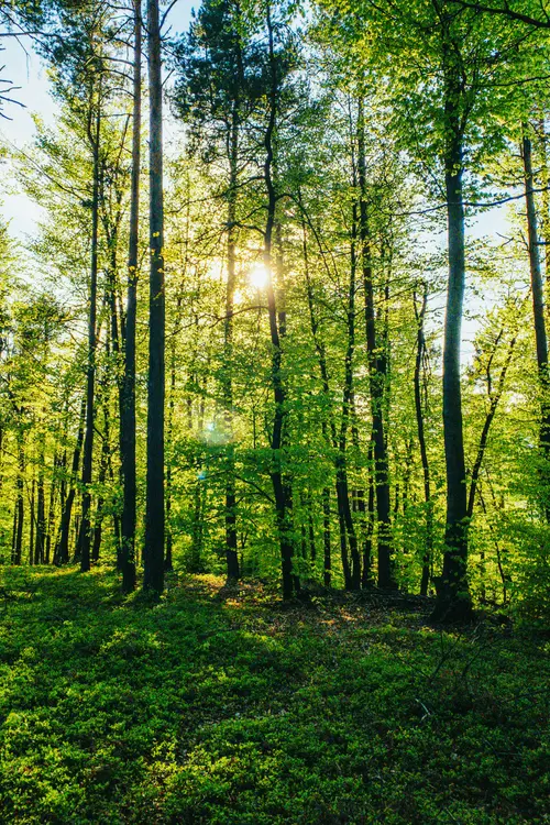 Image "Green sunny forest" (2313x3470)